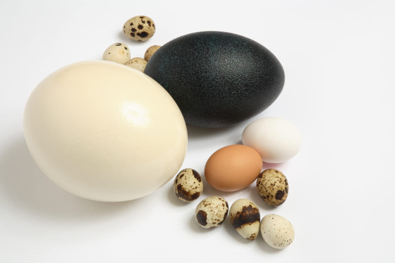 varios tipos de huevos