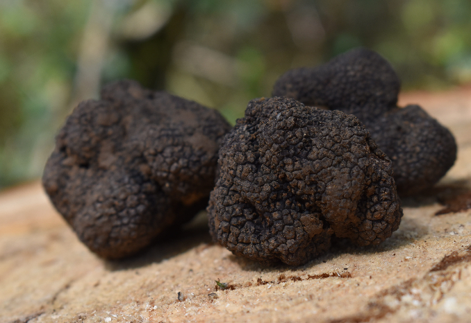 cultivo trufa negra 1