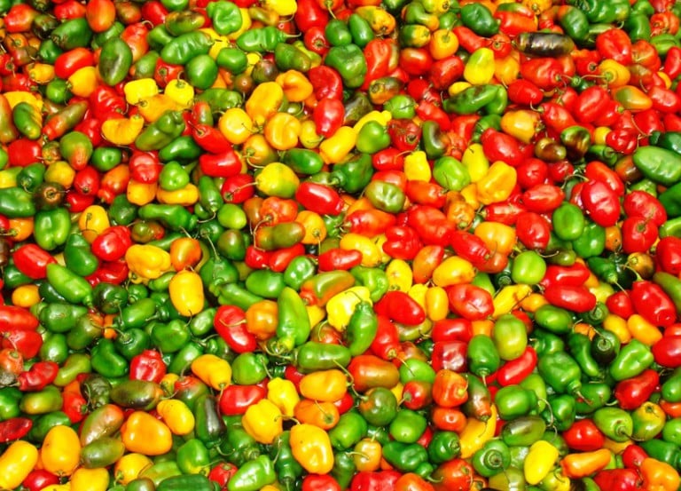 variedades de ajíes peruanos