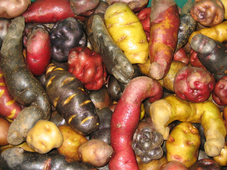 variedades de papa en el Perú