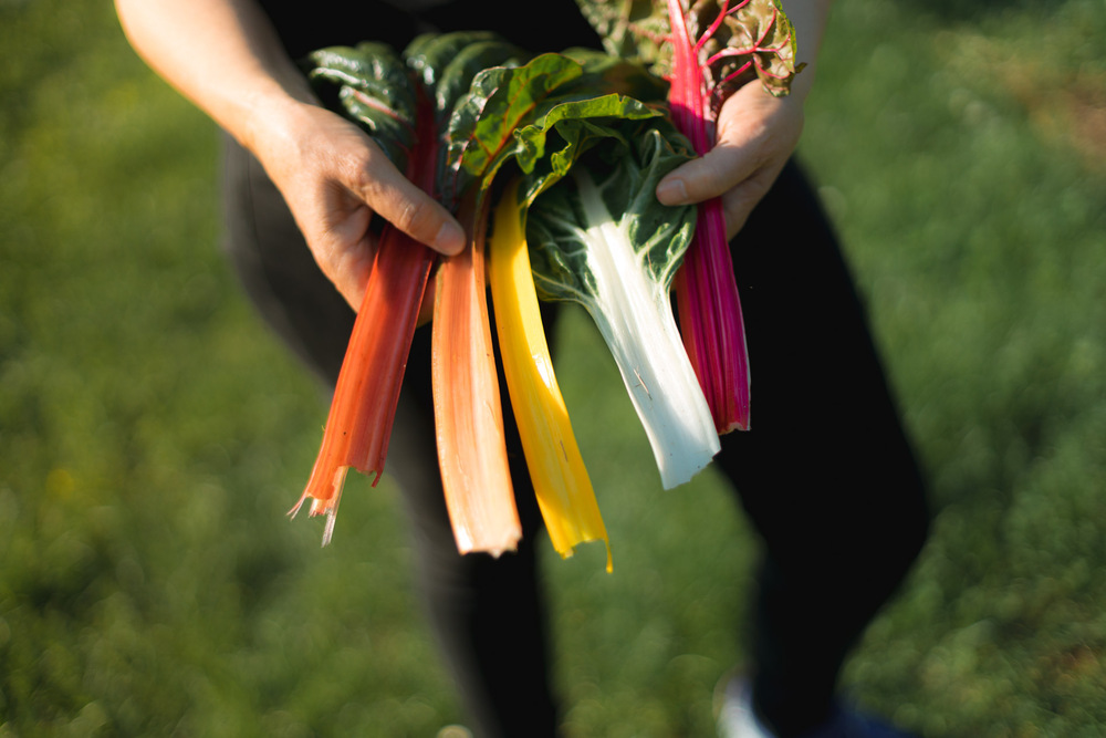 Manos mostrando hojas de colores recogidas del huerto