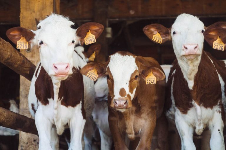 Grupo de vacas mirando a la cámara, cómo impacta el consumo de carne