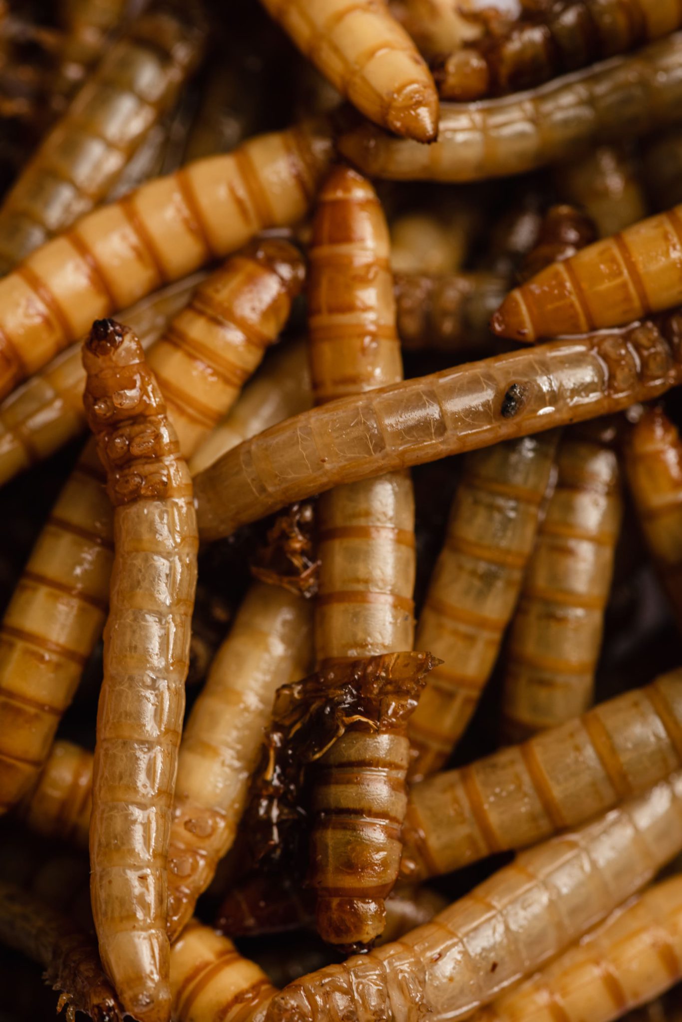 Pollo Con Insecto Mitos y realidades sobre cocina sostenible con insectos 🦗 - Scoolinary