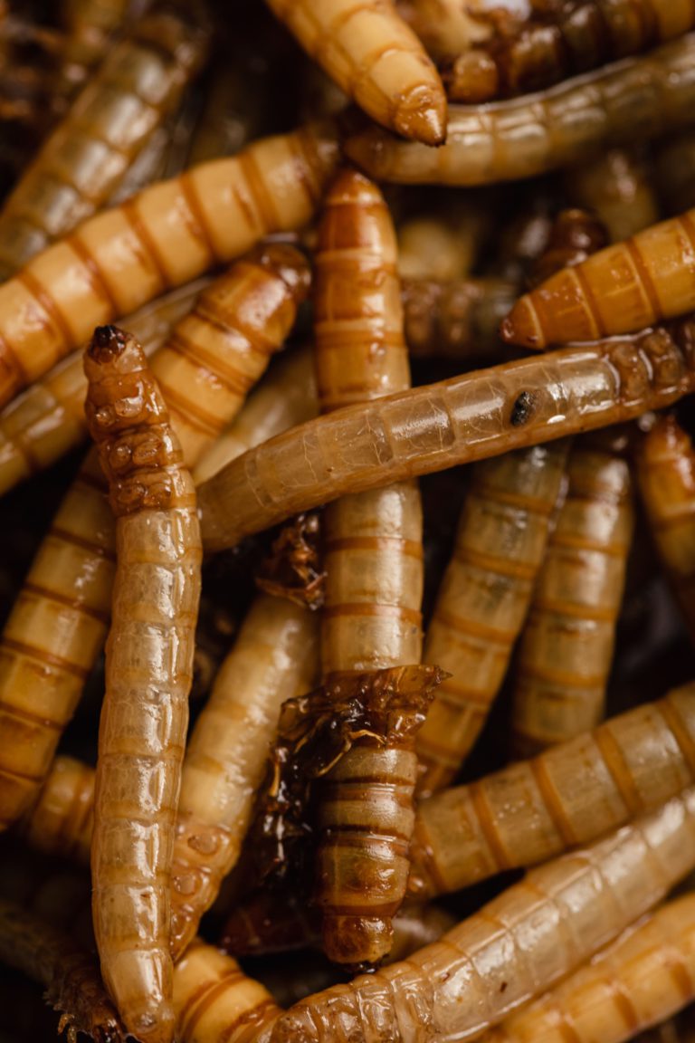 sostenibilidad insectos 2