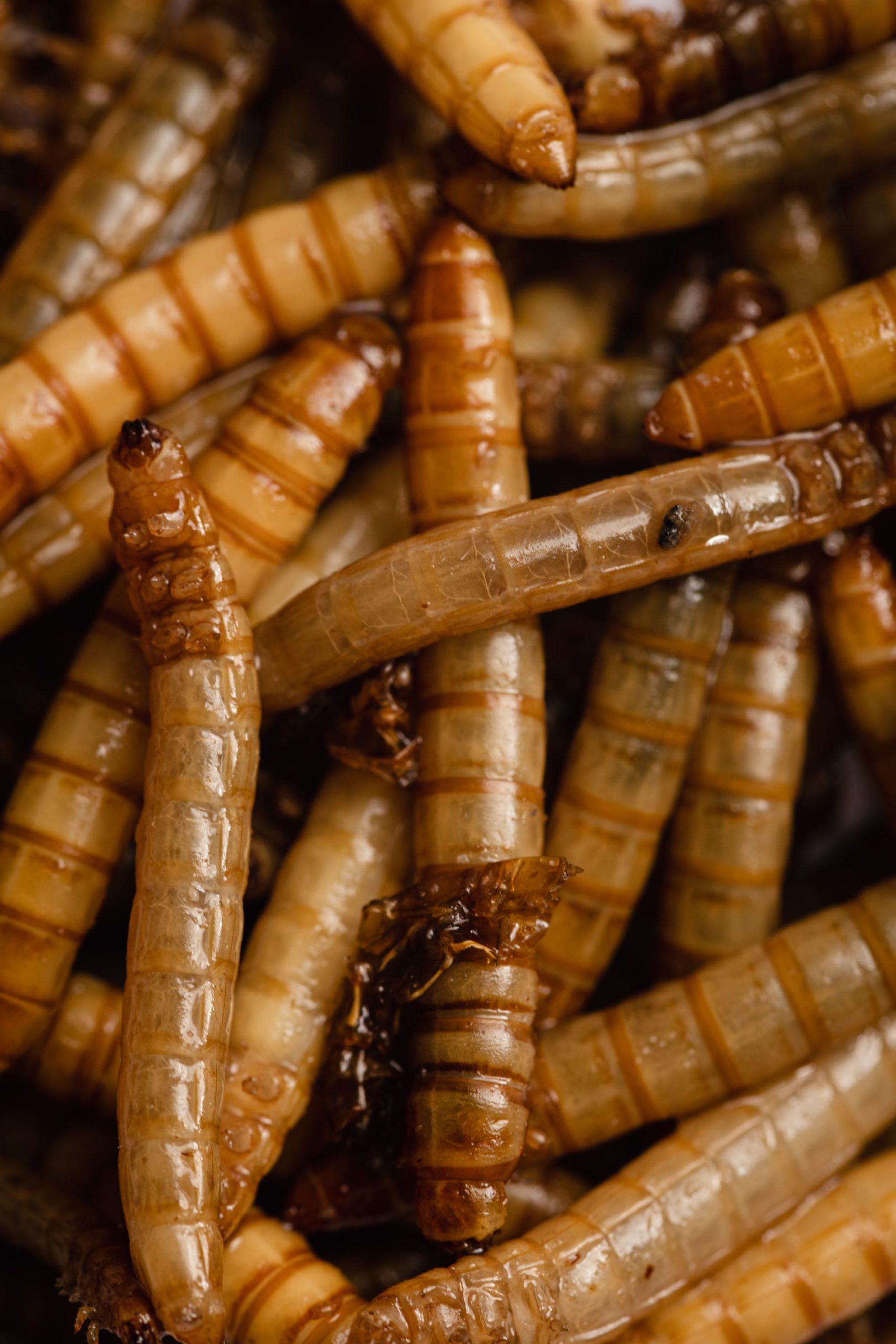 sostenibilidad insectos 2