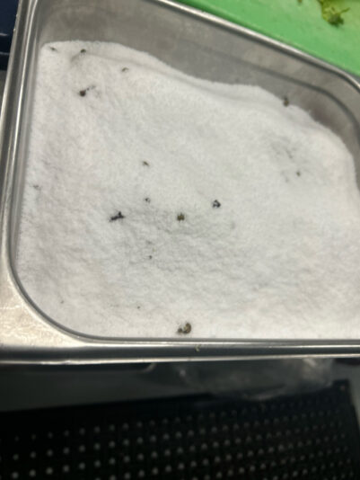 A80ECCE2-4BF6-4DC8-A01F-1F77E975FA7C