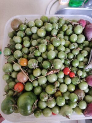 172822671019444015731236559079