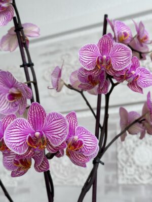 8DFE4ED2-FA61-4D59-8FE9-253F03AA6C8D