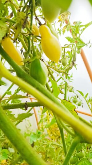 43dcd5e6-495b-45af-8d99-700f13d244e0