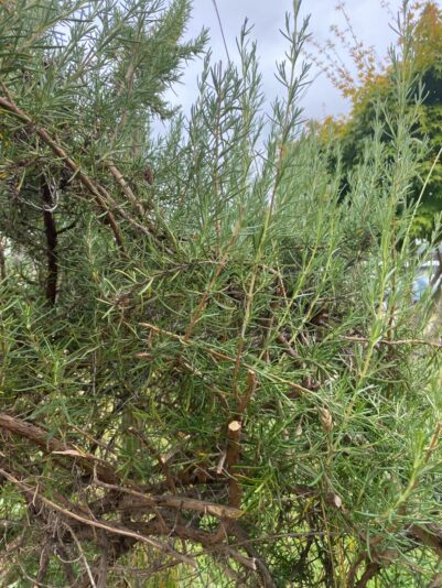 e24d5ce4-1773-4b61-8043-1113b1e75f39