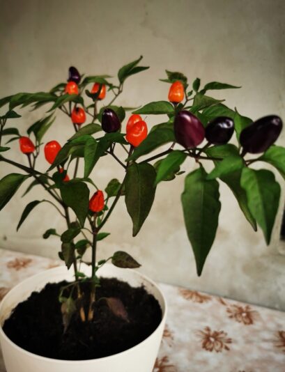 15183509-6c85-4846-8818-2095a11db61b