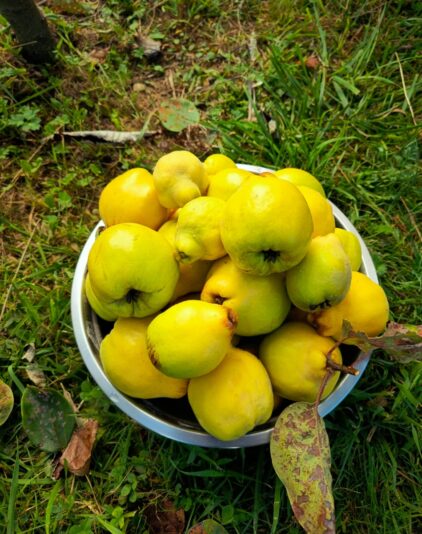 40d61457-b286-4d31-b48c-2c4ae790bf3e