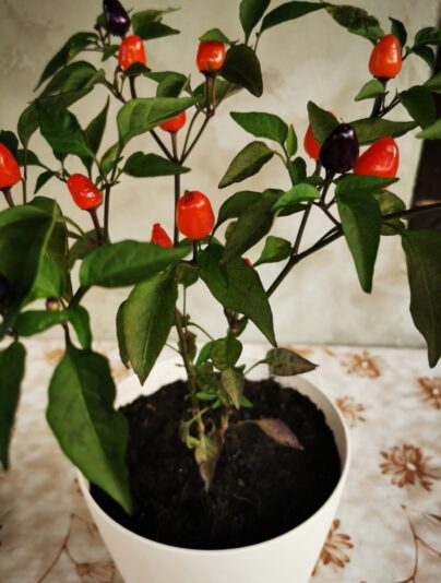 6ced42bd-6f56-42fb-b6e8-cbc42f417c74