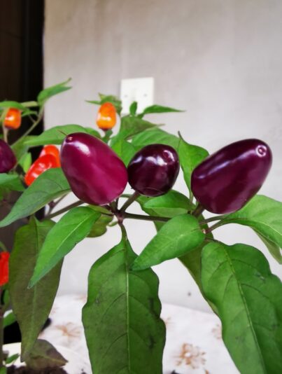 77a884b9-6531-40b8-8835-e5706f4e7a0f