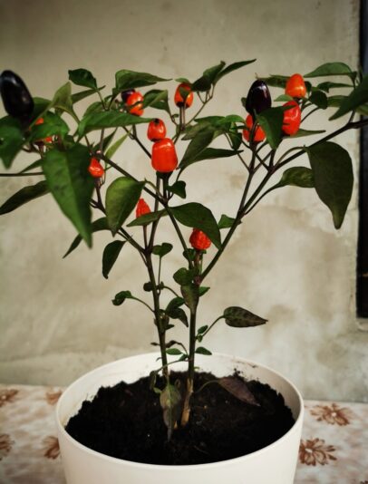 9b95ca7d-05d2-442a-8e71-aad28948977f