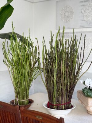 5AD2C24C-81C6-4794-B726-DA808ABE88C5