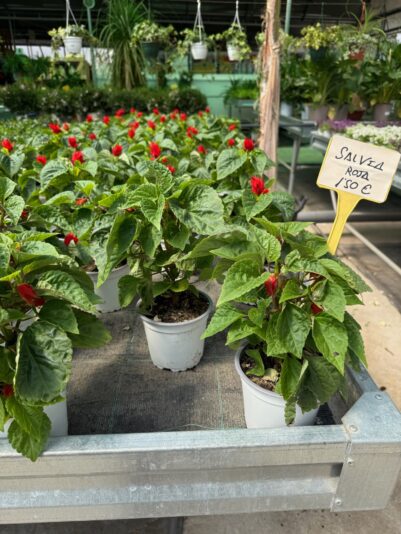 C03124E7-734A-42C7-80A9-5DB63371FAE1