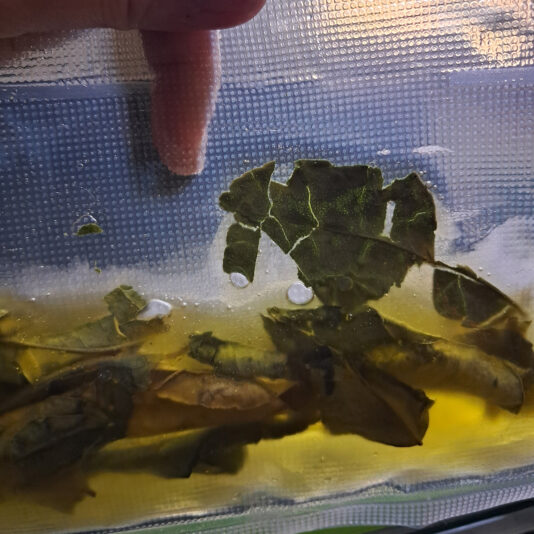 tartar de calamar 5 aceite de lima kaffir