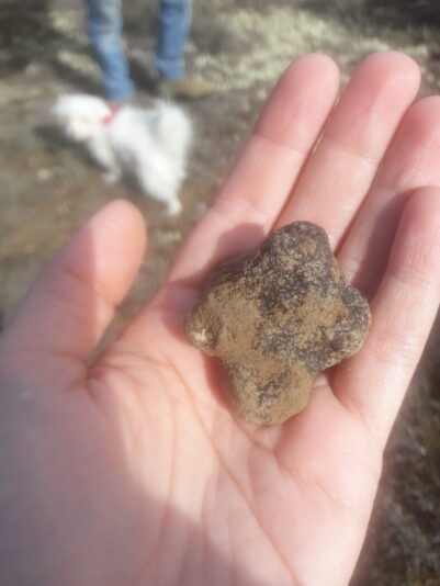 trufa 3 beatriz torija