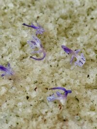 copy_1A16ACA8-25D1-46BC-A362-51F7D24ACD85