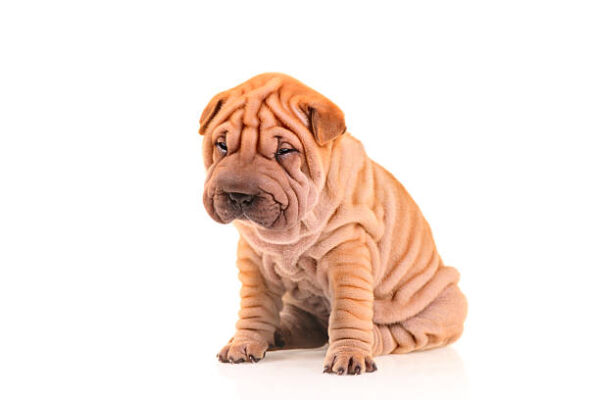 Sad little sharpei puppy isolated against white background