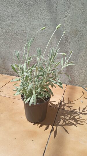 WhatsApp Image 2025-05-03 at 22.49.40