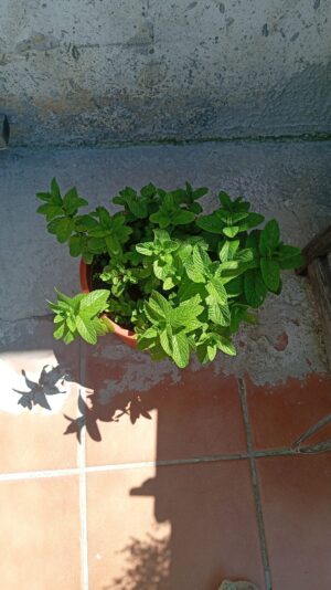 WhatsApp Image 2025-05-03 at 22.49.41