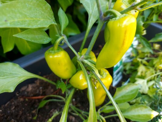 fa979bae-0947-4a71-badb-f60a1addae8e