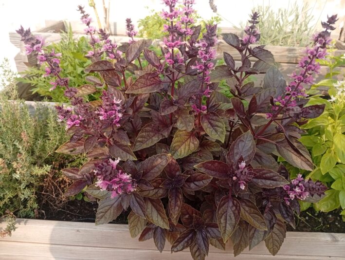 WhatsApp Image 2025-06-03 at 19.29.43