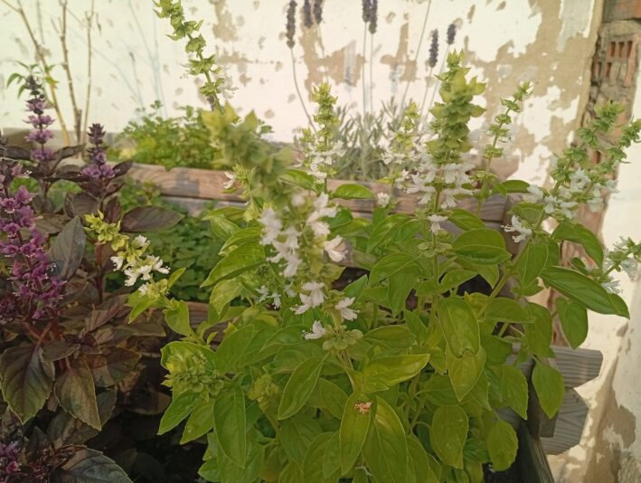 WhatsApp Image 2025-06-03 at 19.29.44