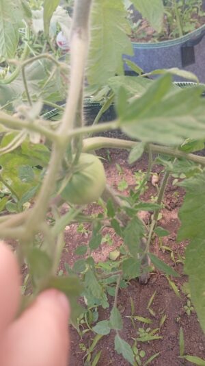 WhatsApp Image 2025-06-22 at 10.52.49