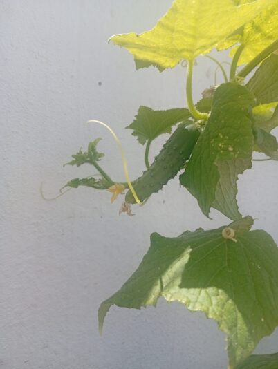 WhatsApp Image 2025-06-30 at 16.00.18