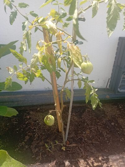 WhatsApp Image 2025-06-30 at 16.00.20 (1)