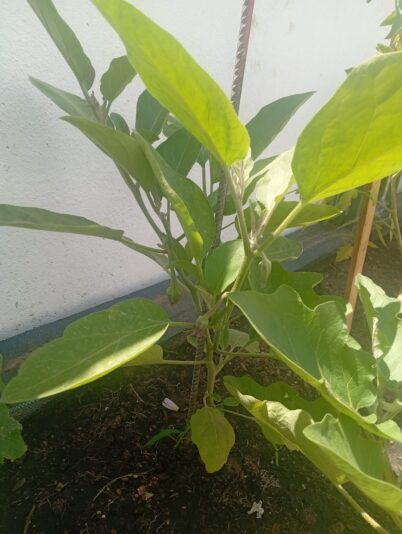 WhatsApp Image 2025-06-30 at 16.00.20 (2)