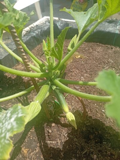 WhatsApp Image 2025-06-30 at 16.00.20