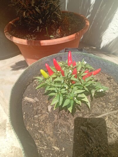 WhatsApp Image 2025-06-30 at 16.00.24 (2)