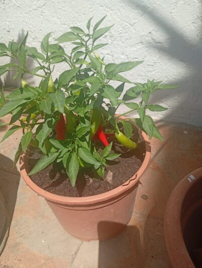 WhatsApp Image 2025-06-30 at 16.00.24 (3)