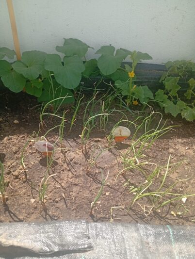 WhatsApp Image 2025-06-30 at 16.00.24