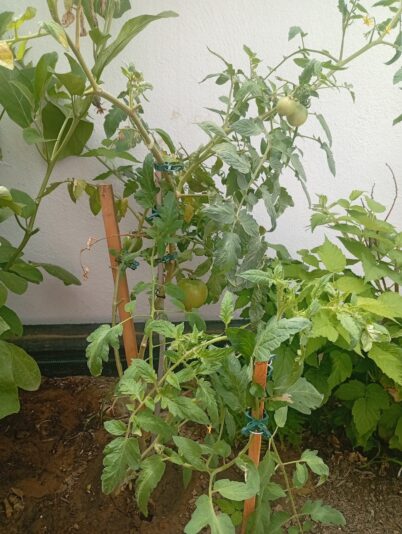 WhatsApp Image 2025-08-06 at 15.18.55 (1)