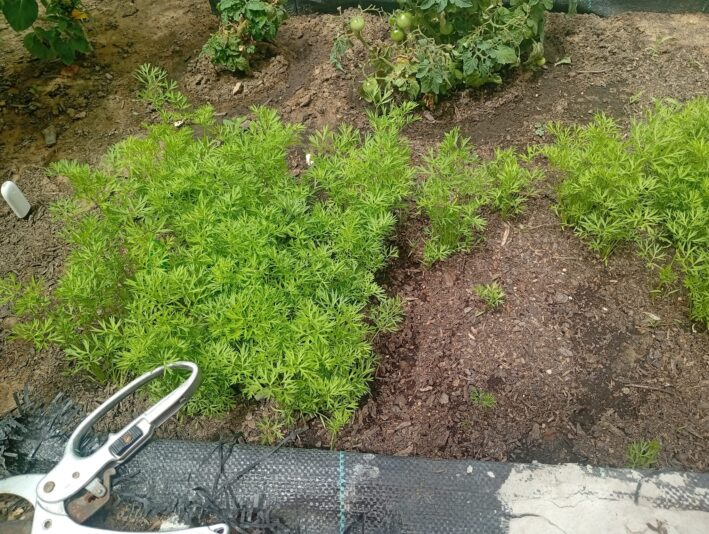 WhatsApp Image 2025-08-06 at 15.18.55 (2)