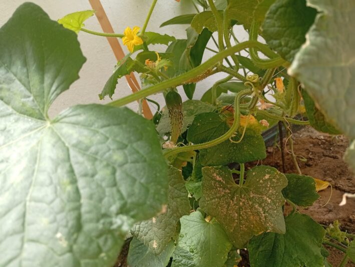 WhatsApp Image 2025-08-06 at 15.18.55