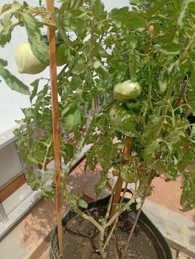 WhatsApp Image 2025-08-06 at 15.18.56 (1)