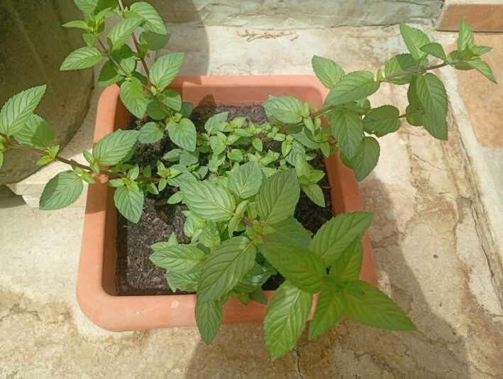 WhatsApp Image 2025-08-06 at 15.18.56