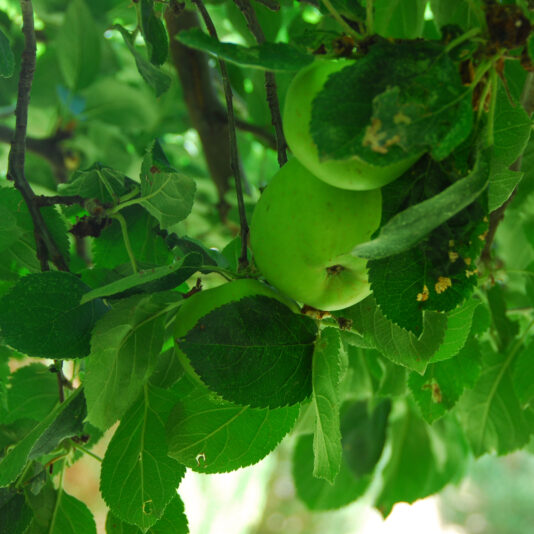 manzanas 2 beatriz torija