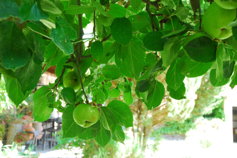 manzanas beatriz torija