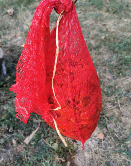 Feed 116 CEDJENJE_01