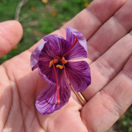 flor de azafrán 1 beatriz torija