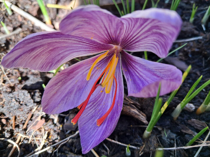 flor de azafrán 2 beatriz torija