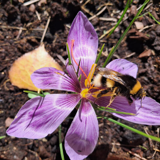 flor de azafrán 3 beatriz torija