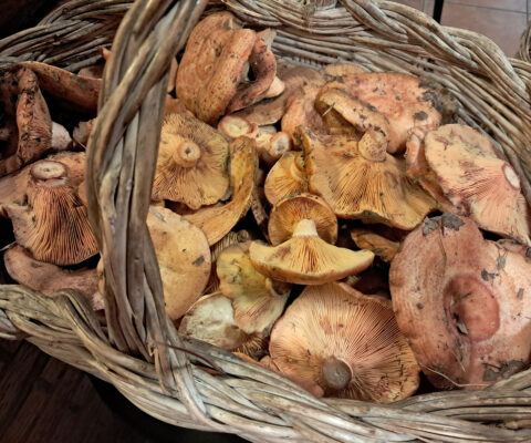 niscalos beatriz torija